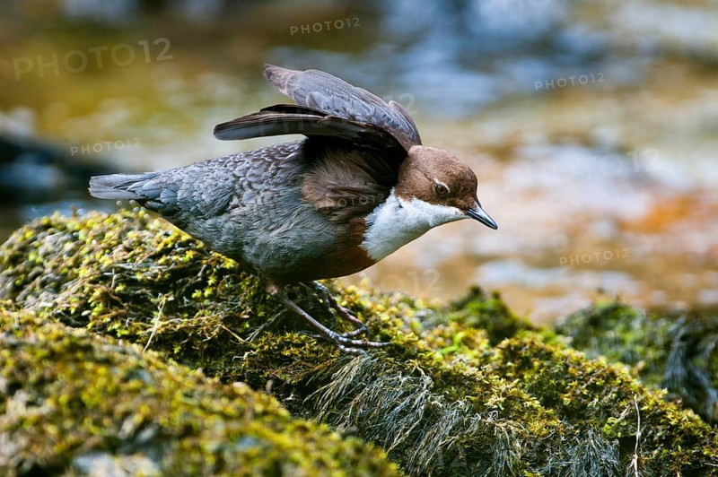 White-throated White-throated Dipper