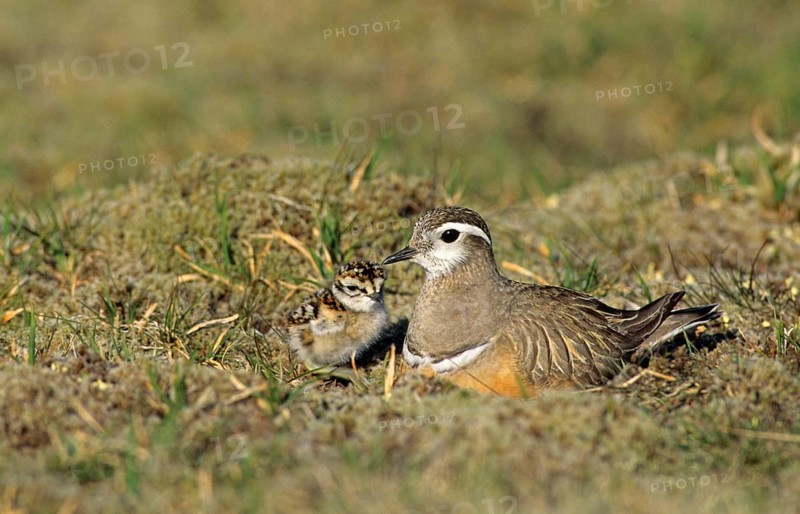 Eurasian Mornell's Plover