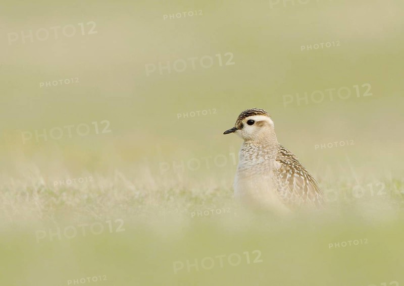 Eurasian dotterel