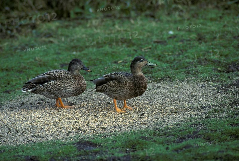 Hawaiian duck