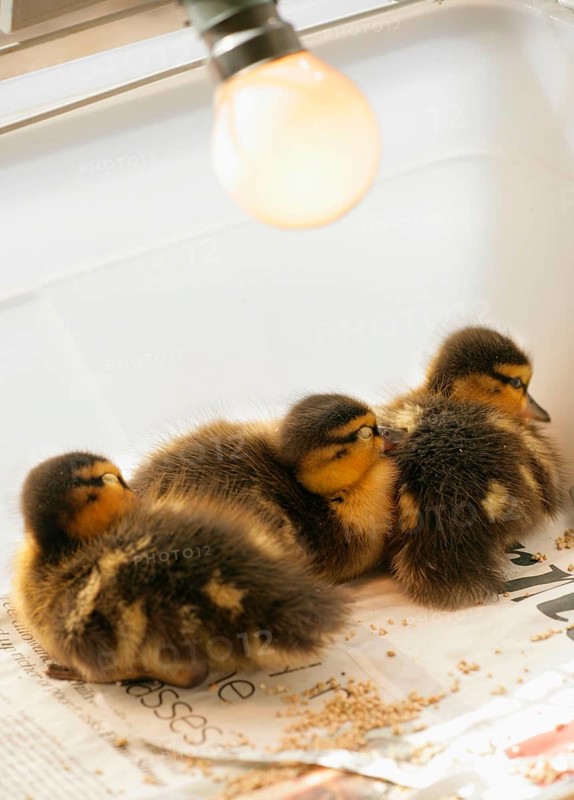 Mallards