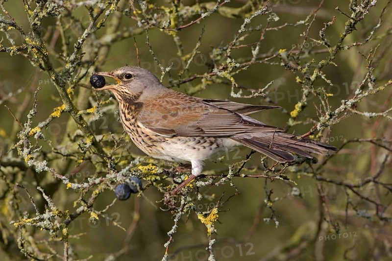 Fieldfare