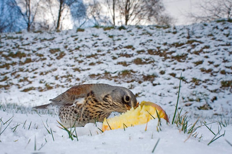 Fieldfare