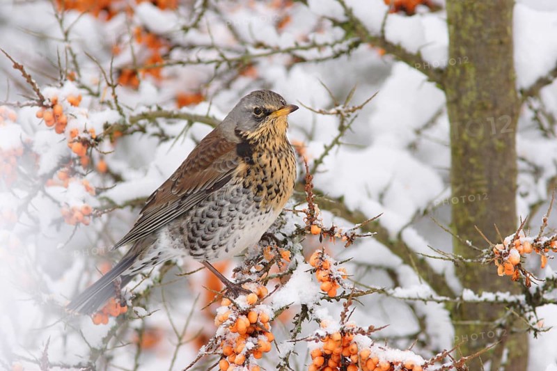 Fieldfare