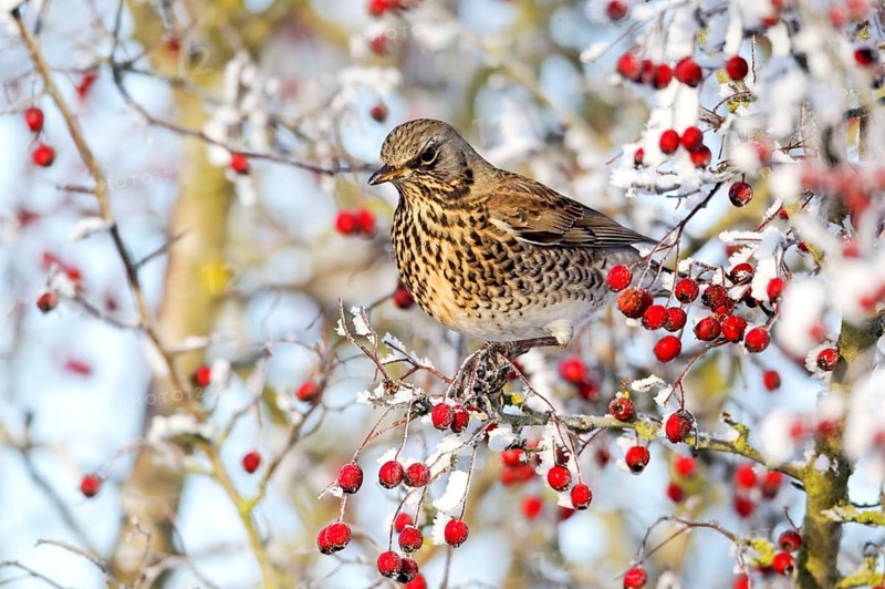 Fieldfare