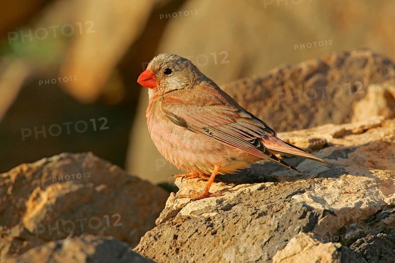 Trumpeter Finch