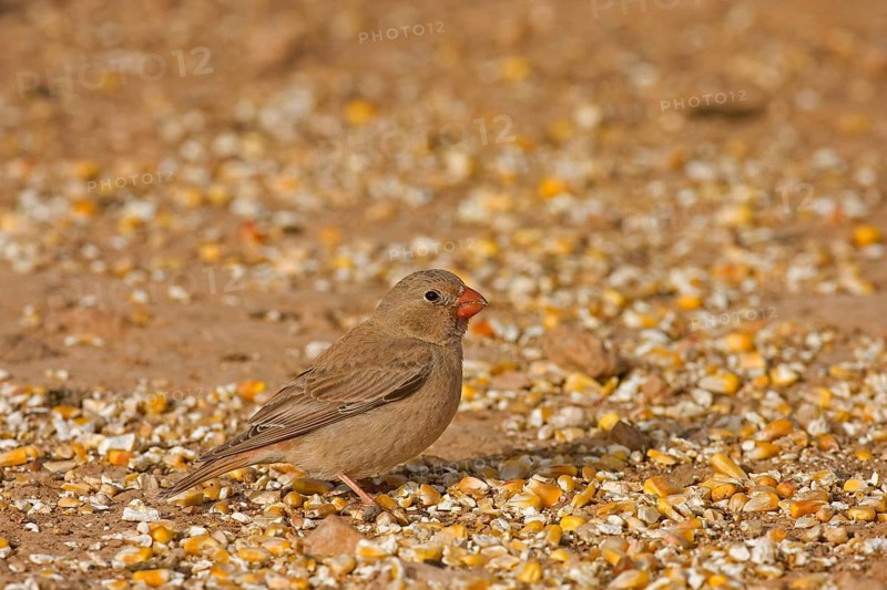 Trumpeter finch