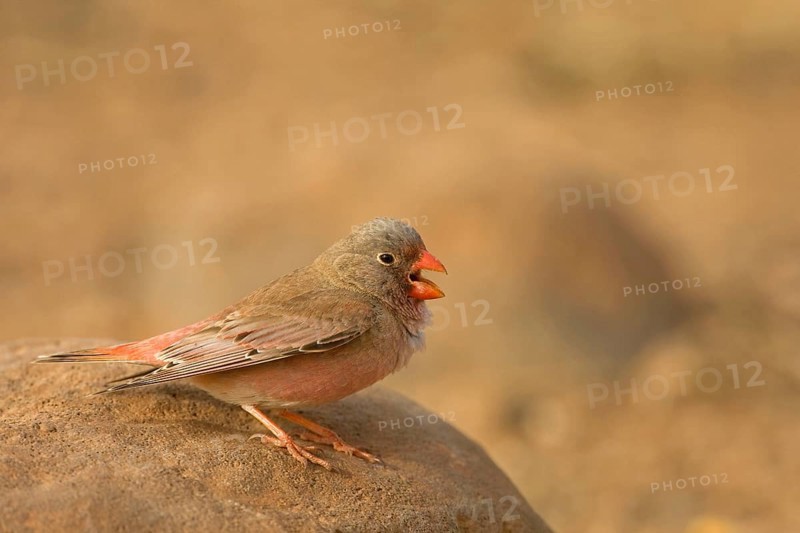 Trumpeter finch