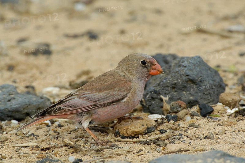 Trumpeter Finch