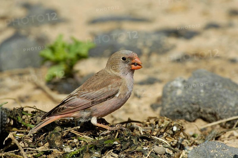Trumpeter Finch