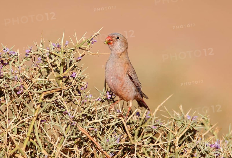 Trumpeter Finch