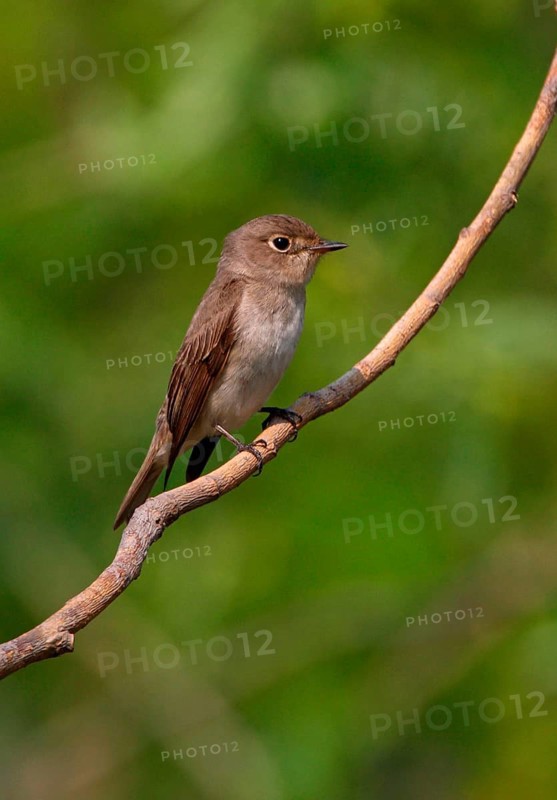 Brown Flycatcher