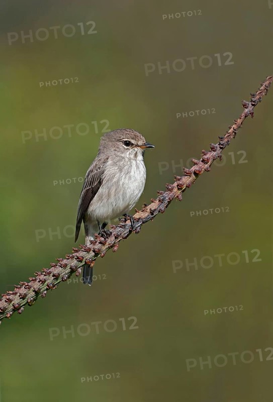 African Dusky Flycatcher