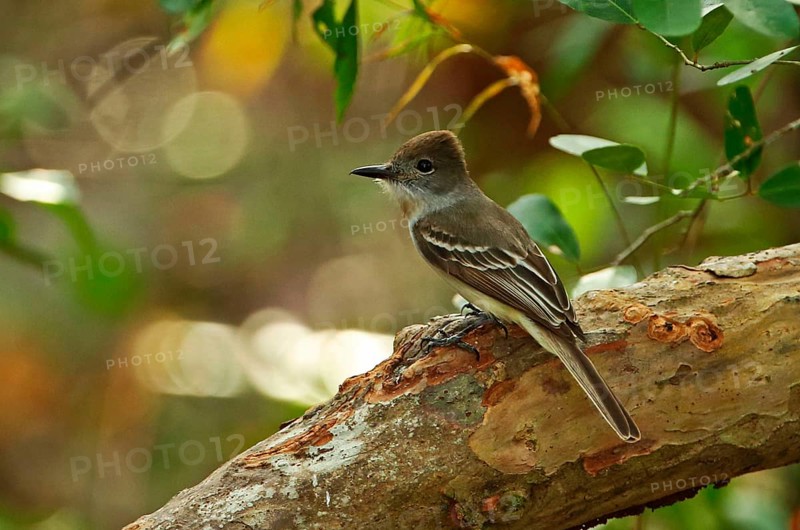 La Sagra's Flycatcher
