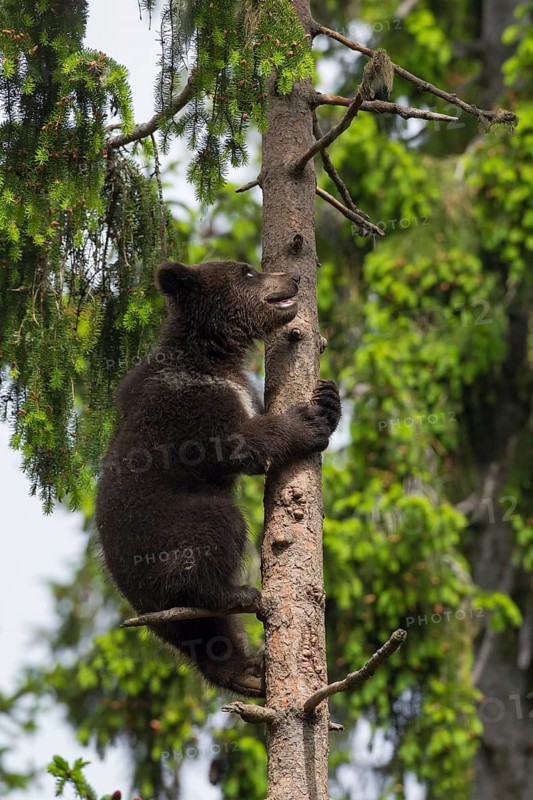 European brown bears
