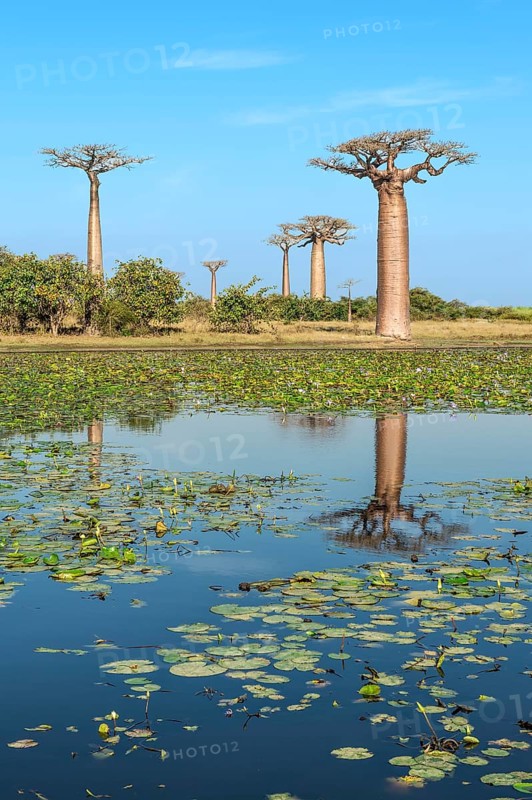 Baobab trees reflected in the water