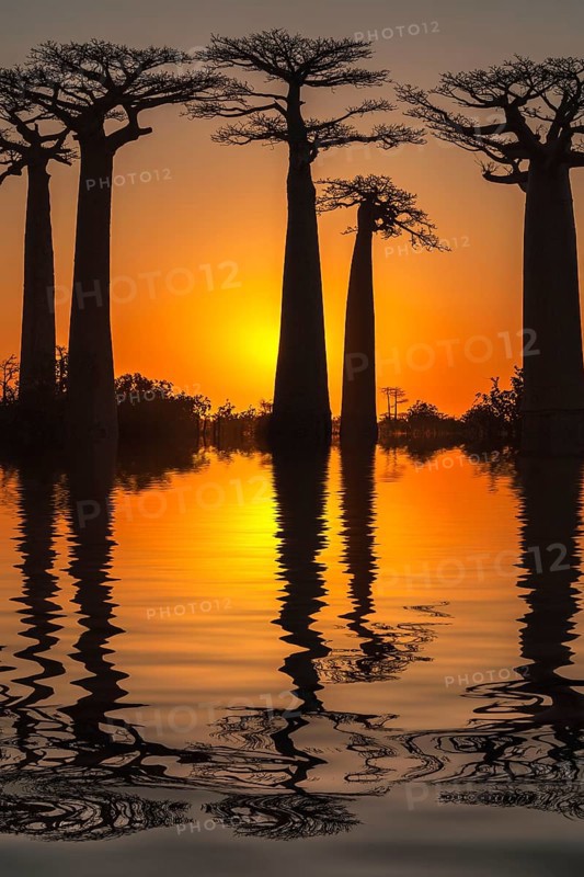 Baobab trees reflected in the water at sunset