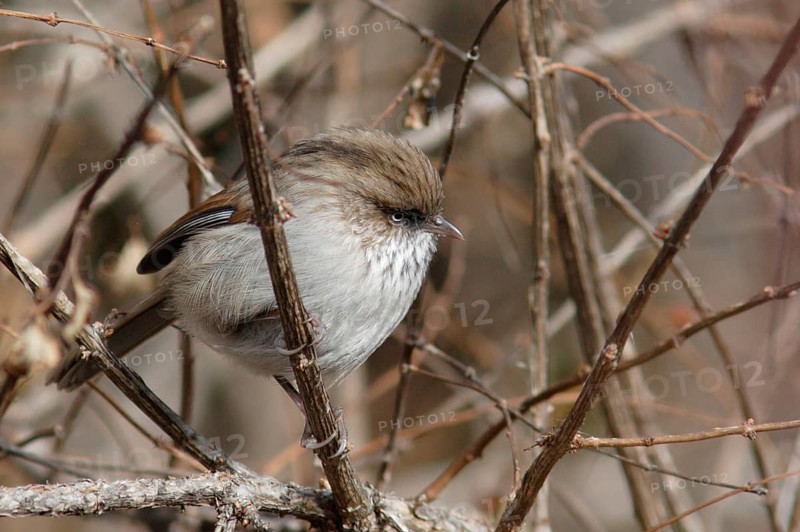Chinese Fulvetta