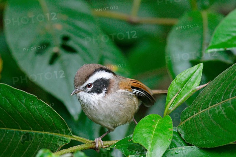 White-browed Fulvetta