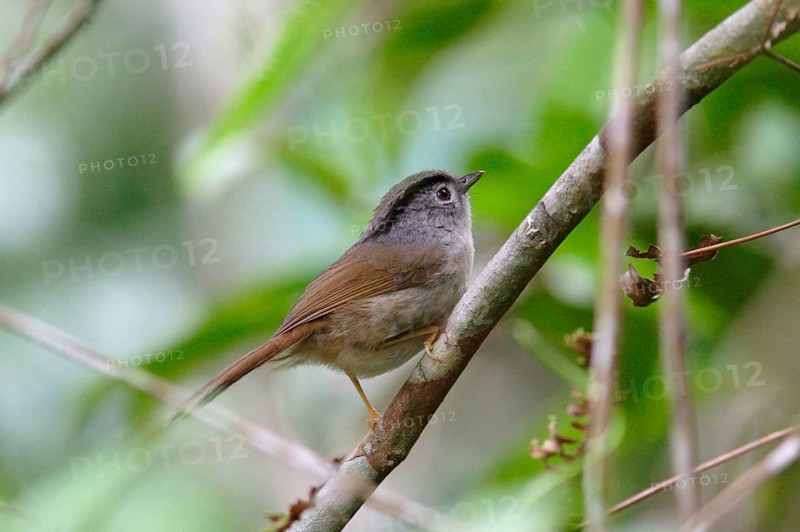 Mountain Fulvetta