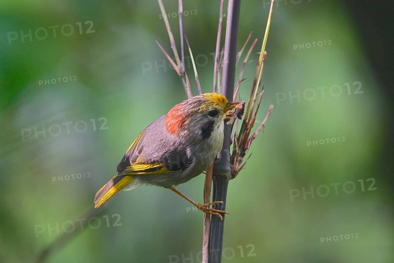 Golden-fronted fulvetta