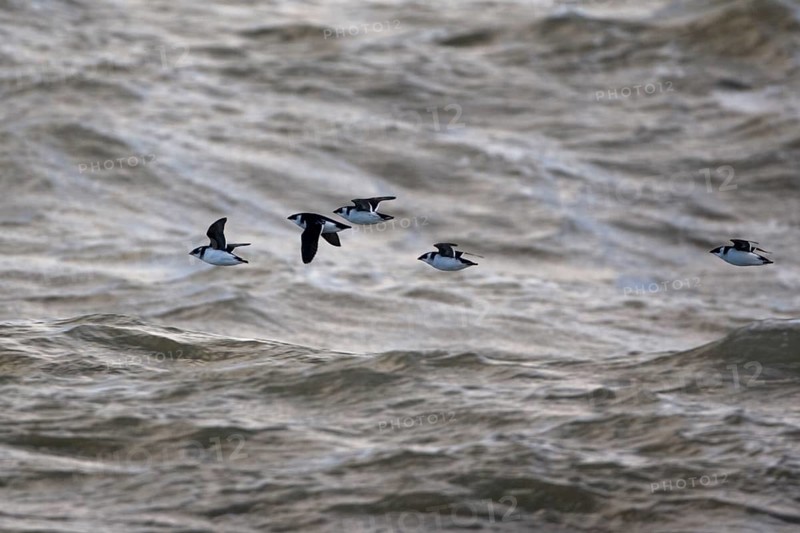 Little Auk