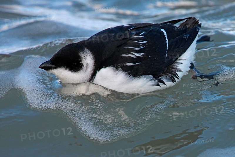 Little Auk