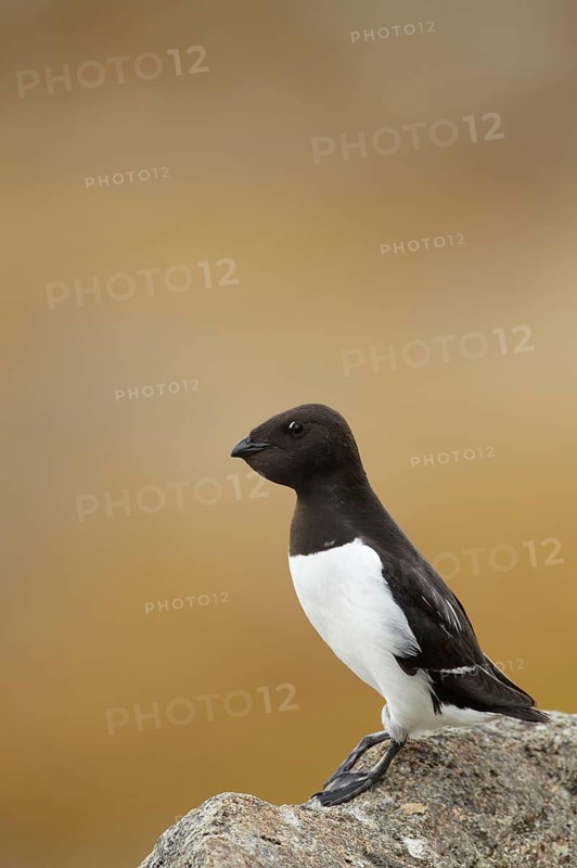 Little Auk