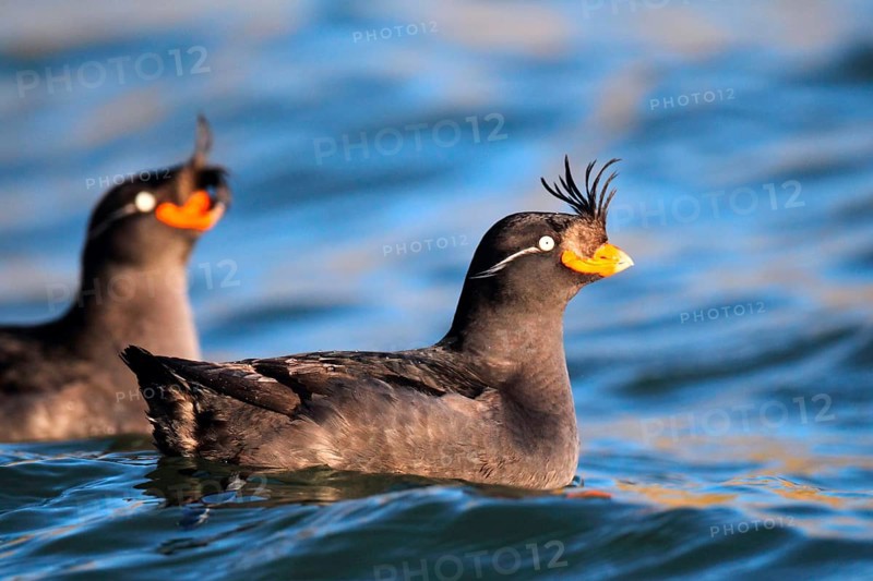 Crested auklet