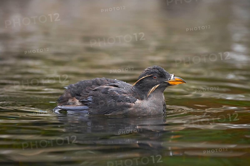 Rhinoceros Auklet