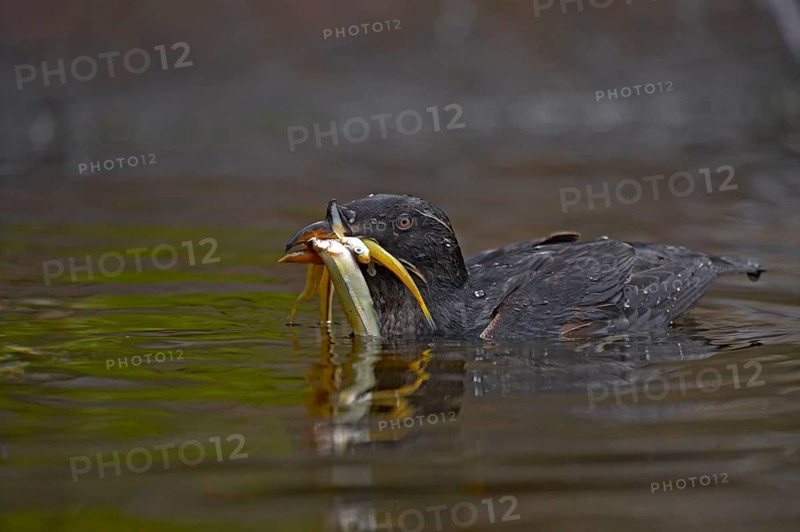 Rhinoceros Auklet