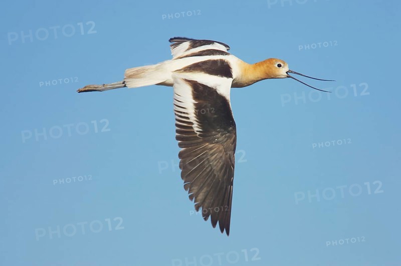 American Avocet