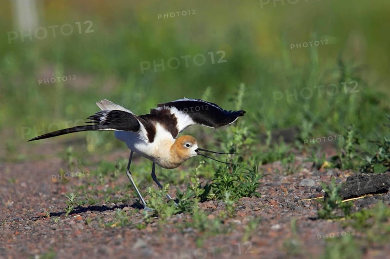 American Avocet