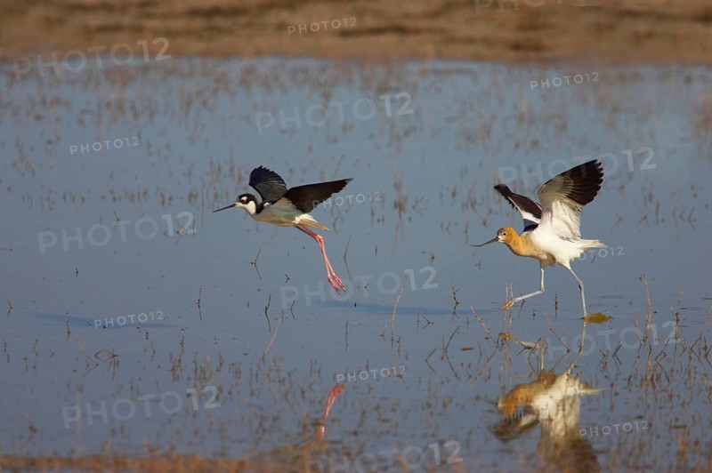 American Avocet