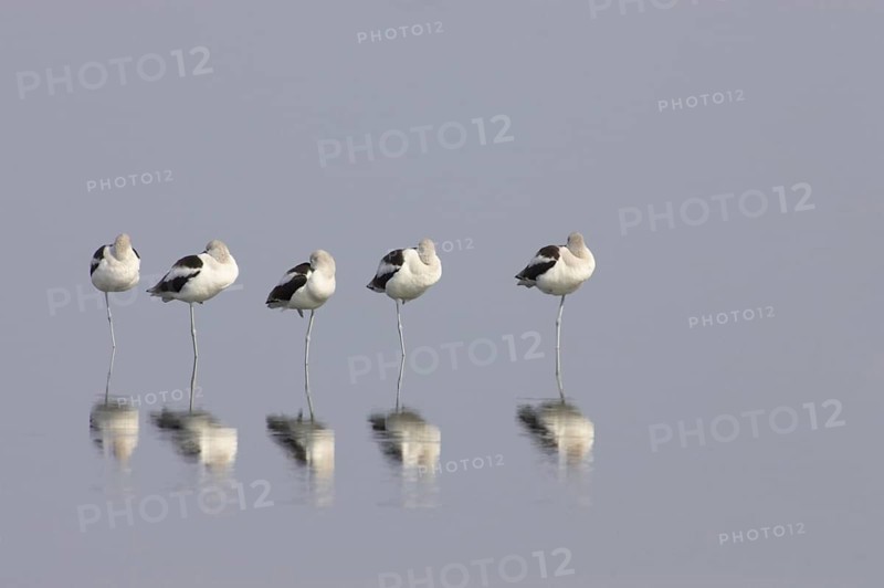 American Avocet