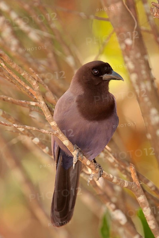 Purplish Jay