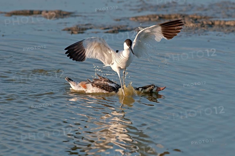 Eurasian Avocet