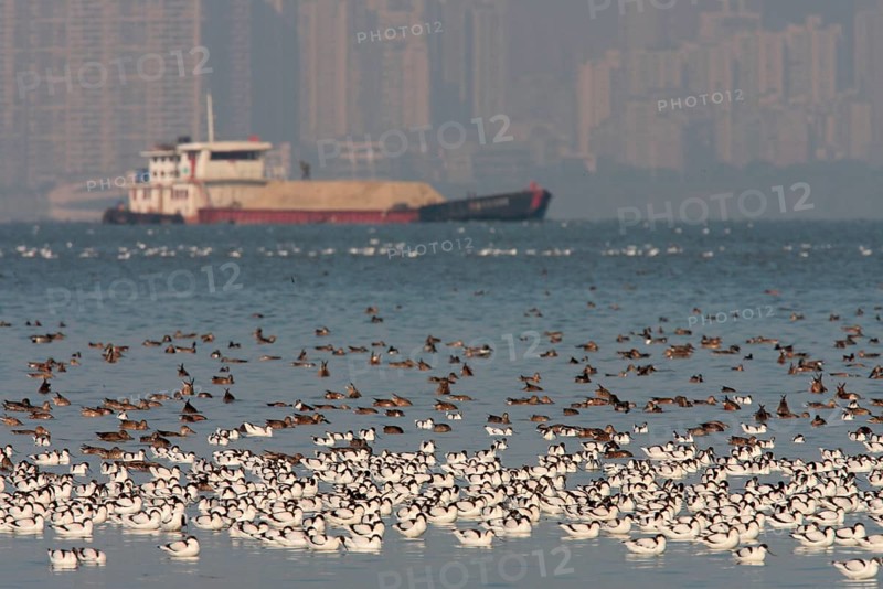 Eurasian Avocet