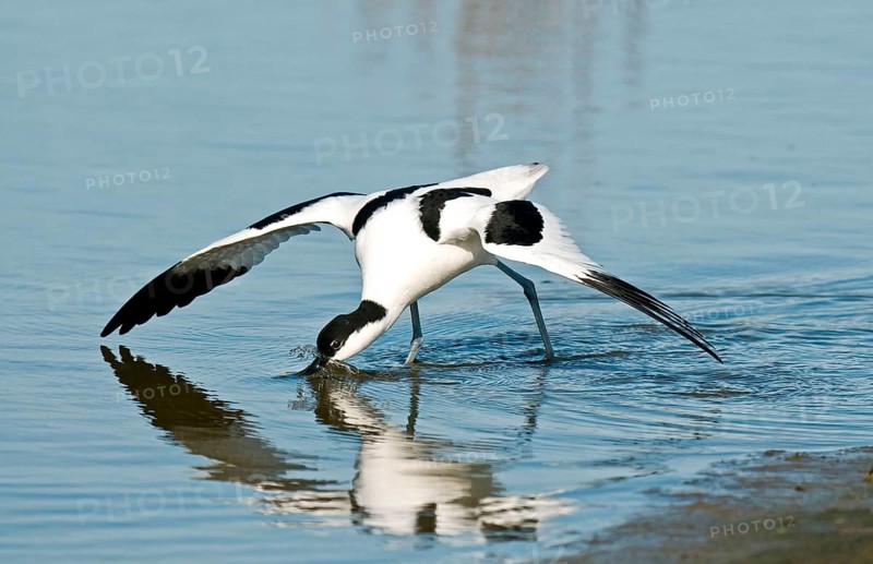 Eurasian Avocet