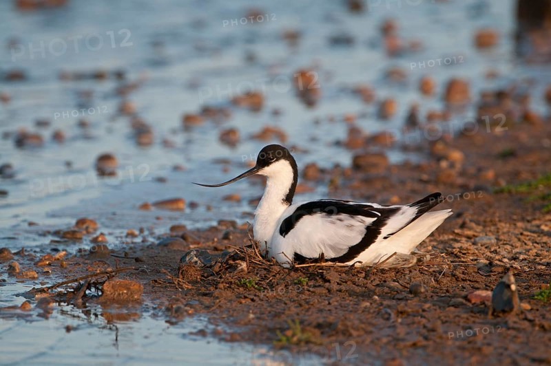 Eurasian Avocet