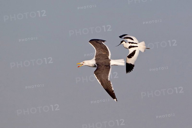 Eurasian avocet