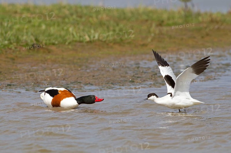 Eurasian Avocet
