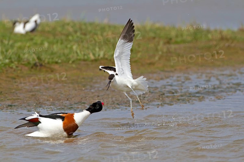 Eurasian Avocet