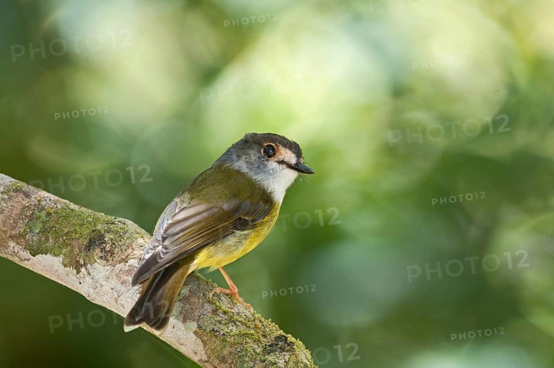 Pale-yellow robin