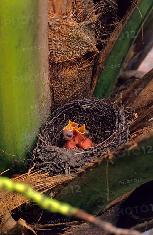 Chicks of the rufous-bellied thrushes