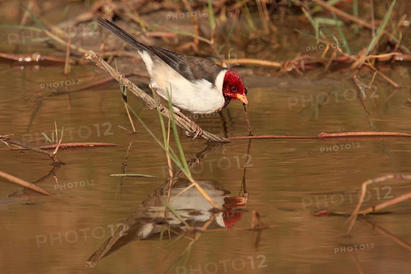 Yellow-billed Cardinal