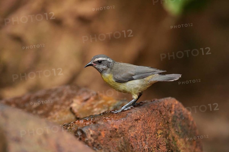 Bananaquit