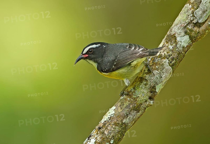 Yellow-breasted sugarbird