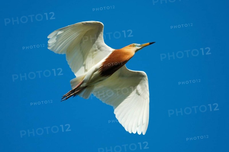 Javan pond heron