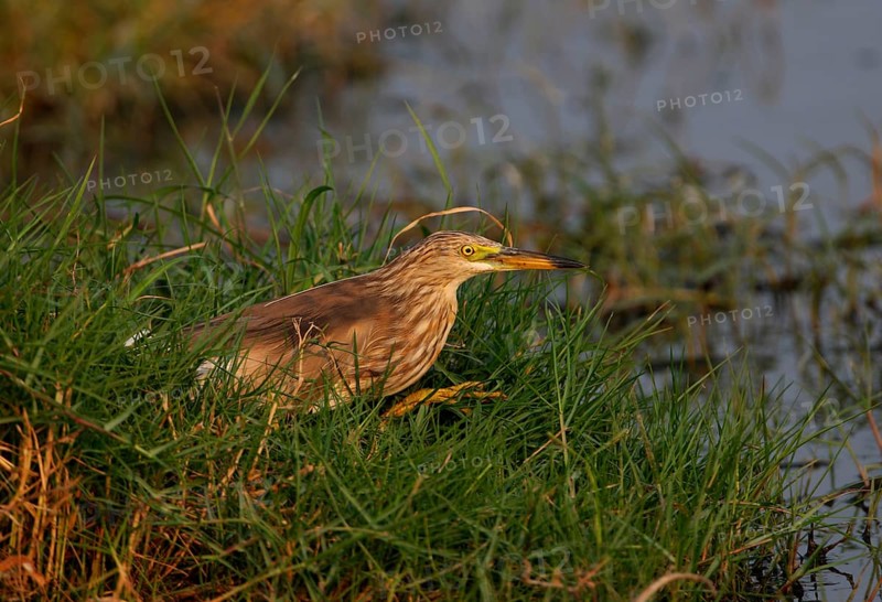 Javan pond heron